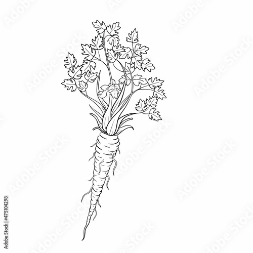 sketch, parsley with leaves and a large root, coloring book, cartoon illustration, isolated object on white background, vector,