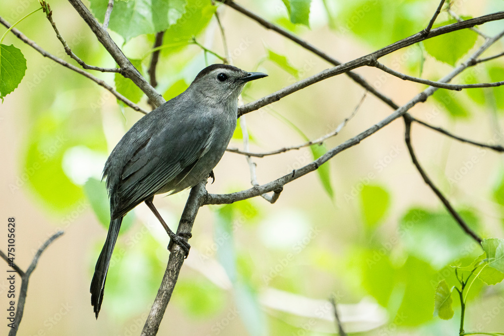 Beautiful gray catbird perched on a branch in the bushes Beautiful gray catbird perched on a branch in the bushes