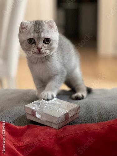 Cucciolo di scottish fold