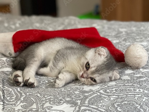 gattino assonnato