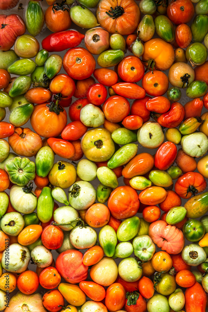 Fresh Ripe Tomatoes Cleaning in Water