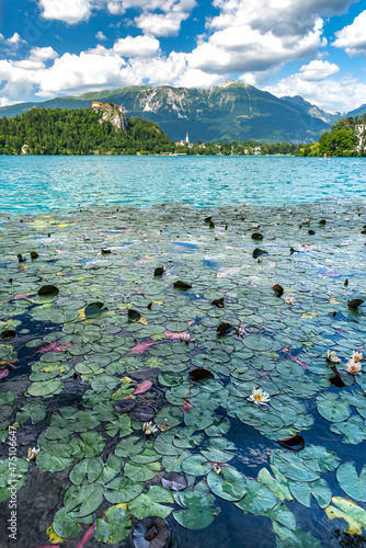 Water Lilies Blooming at Bled Lake in Slovenia at Summer