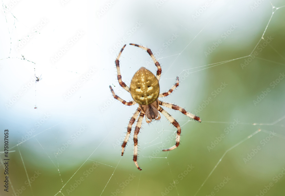 Four-spot orb-weaver yellow spider on web. Araneus quadratus arachnid on spiderweb close up Four-spot orb-weaver yellow spider on web. Araneus quadratus arachnid on spiderweb close up