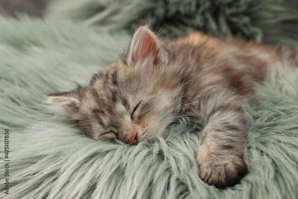 Cute kitten sleeping on fuzzy rug. Baby animal Cute kitten sleeping on fuzzy rug. Baby animal