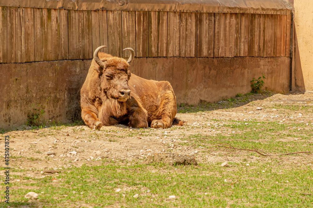 Naklejka premium adult European Buffalo of Europe or wisent grazing in the grass. Bison bonasus family. Also know as European wood bison.