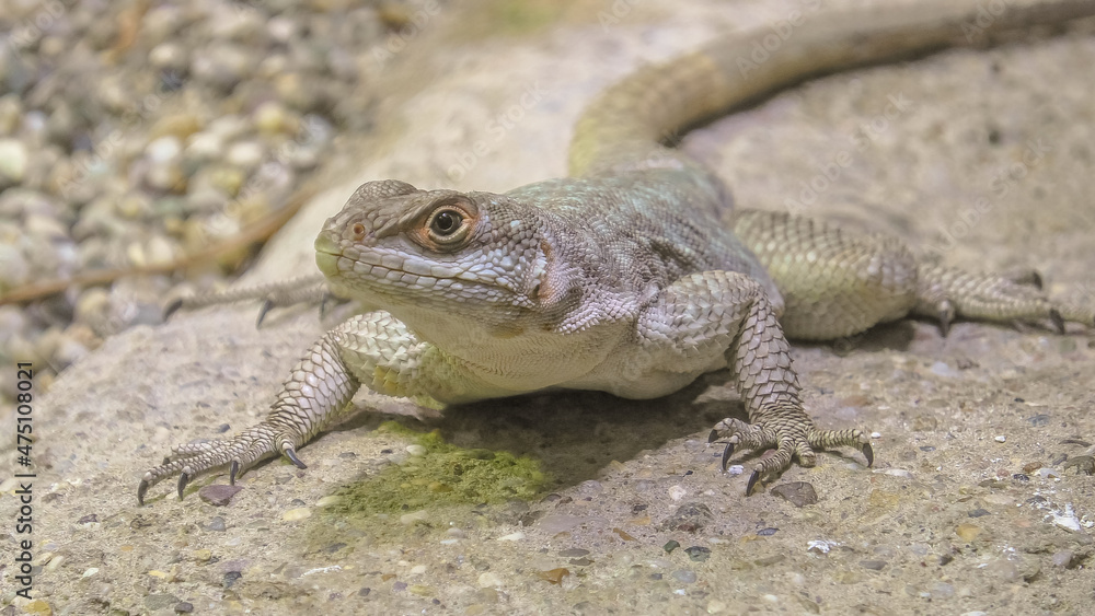 female of African on stone background. It's an insectivorous lizard of medium-small size. front view female of African on stone background. It's an insectivorous lizard of medium-small size. front view
