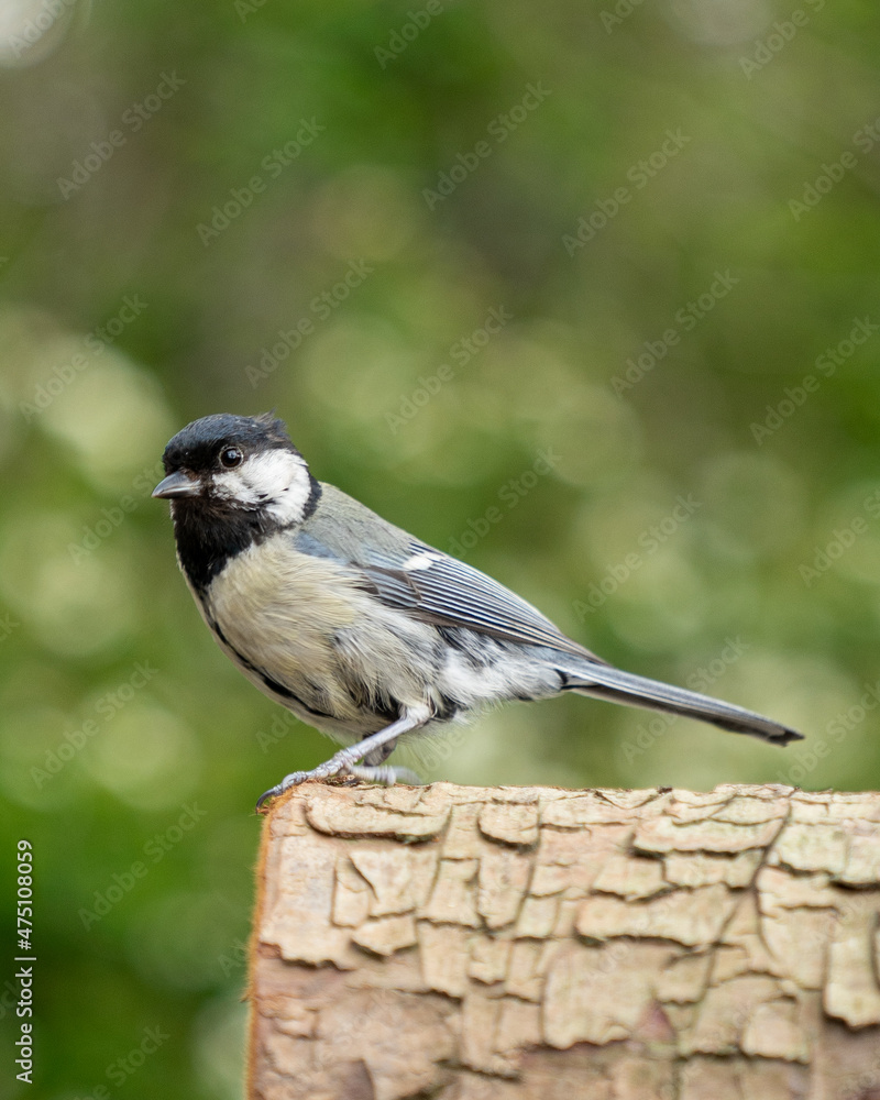 Fototapeta premium Meise Vogel mit Mehlwurm