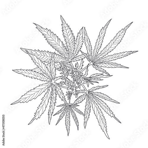 Hemp, cannabis leaves and stems. Vector sketch of a cannabis plant