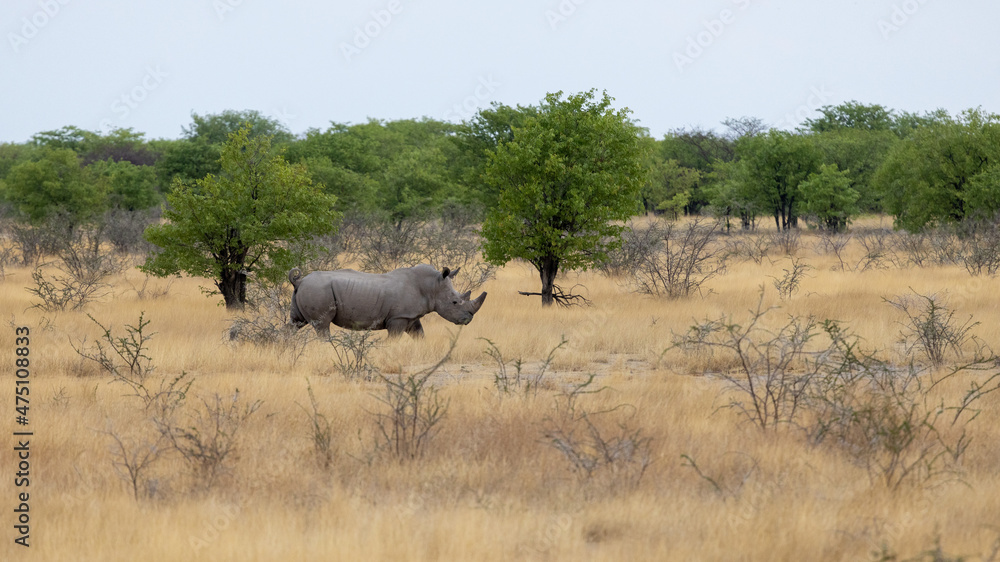 Naklejka premium Ein Breitmaulnashorn in der Seitenansicht im Dornbusch Grasland