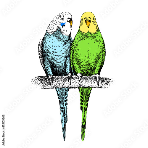Budgerigars sketch. Two common, shell parakeets. Hand-drawn budgies on engraving style. Wavy parrots in love. Couple of tropical birds on branch.