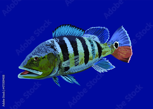 Drawing azul Pbass, art.illustration, vector