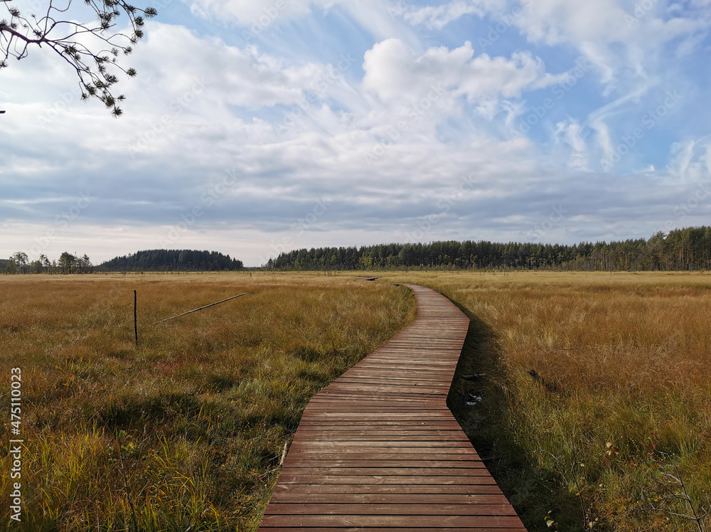 Fototapeta premium Wooden flooring over a swamp with yellowed grass against a beautiful sky with clouds.