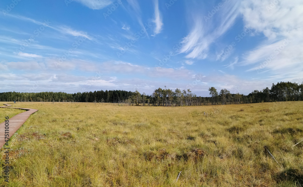 Fototapeta premium Panorama of a deck made of brown boards over a swamp with yellowed grass, against the background of a forest and a beautiful sky with clouds.