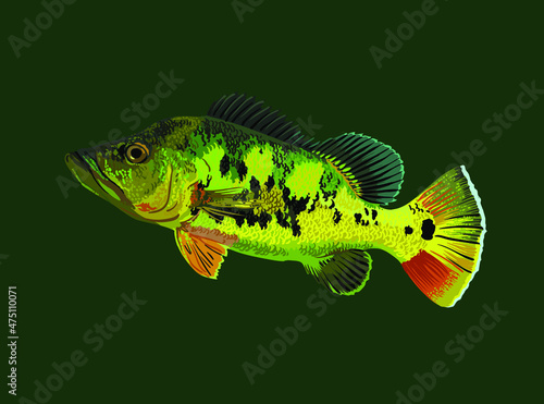 Monoculus peacock gass fish,predator fish, exotic fish, vector