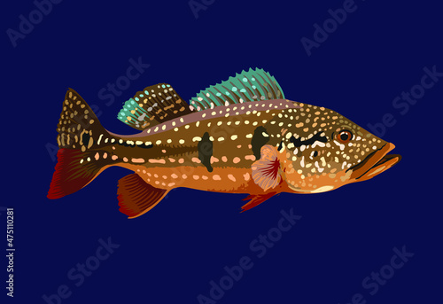 Temensis venezuela.pbass fish, exotic fish, predator fish, vector