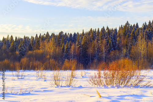 Winter landscape on a clear sunny day of a dense coniferous high forest in the background with a blue sky and pure white snow. 
