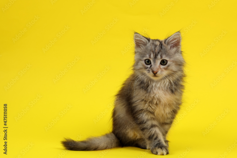 Cute fluffy kitten on yellow background, space for text