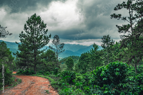 Coffee plants in Dominican republic with hill view photo