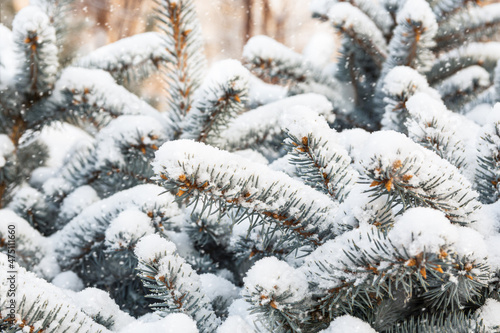 The fluffy branches of a blue Christmas tree are all covered in snow © Svetlana Khor