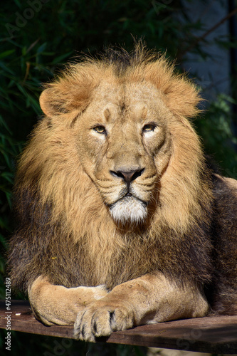 Lion , king isolated , Portrait Wildlife animal 