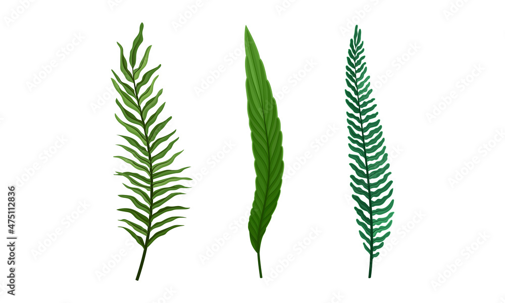 Set of green jungle exotic fern and palm leaves for summer tropical design vector illustration