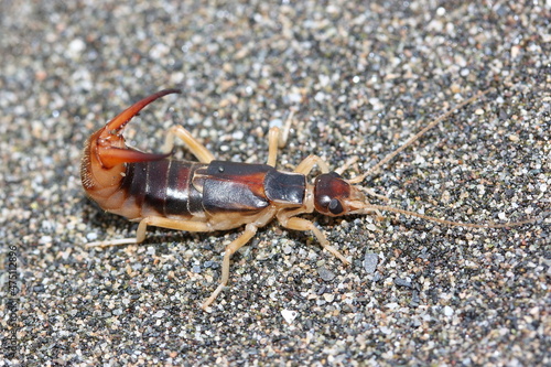 the shore earwig, tawny earwig, riparian earwig, or the striped earwig (Labidura riparia) on grey sand in natural habitat
