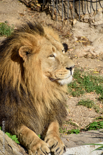 Lion   king isolated   Portrait Wildlife animal  