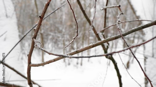 Wallpaper Mural Close up of Snow covered brown bare branches of winter tree. Blurred background. 4K Torontodigital.ca