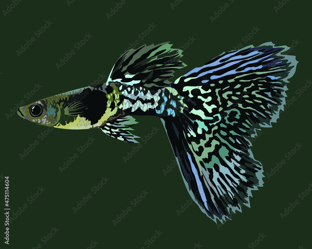 Obraz premium Metal black guppy fish, exotic fish, rare guppy fish, vector