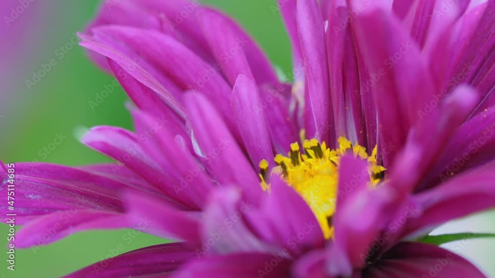 Beautiful pink flower macro shot
