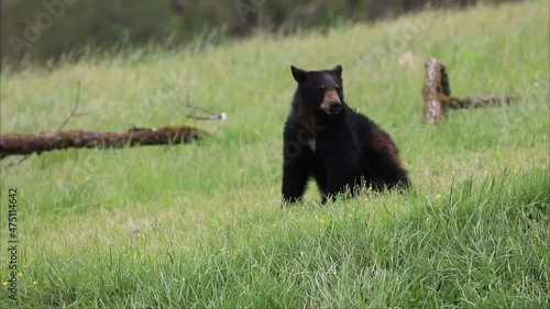 Black Bear foraging on walnuts on a windy day at Cades Cove in Great Smokey Mountains National Park photo