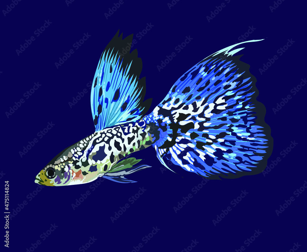 Fototapeta premium Hybtids guppy fish, exotic bar, beautiful guppy fish vector