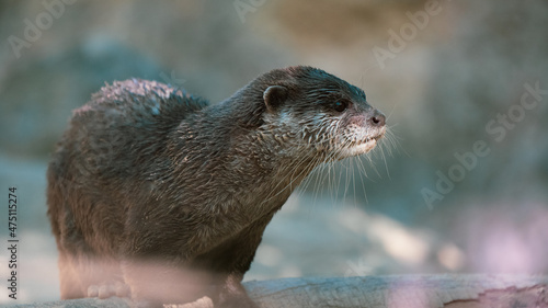 otters swimming and playing  peacefully photo