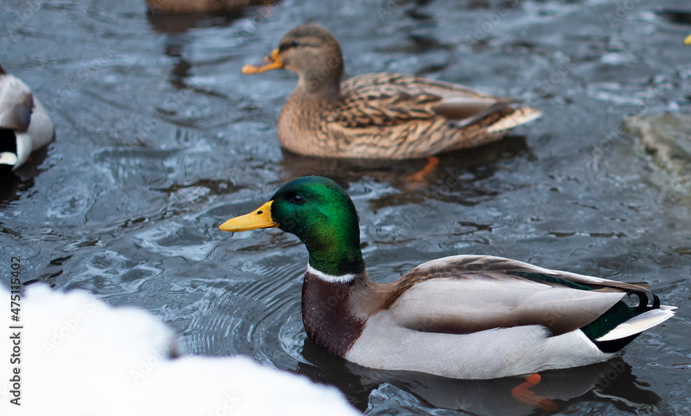 Mallard. The male floats on the surface of the water. Has a green head color. Mallard. The male floats on the surface of the water. Has a green head color.
