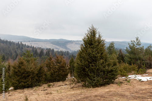 Common juniper thickets on a glade in the Carpathians. Landscape with natural thickets common juniper. common juniper (Juniperus communis) is a species of small tree or shrub in the family Cupressacea