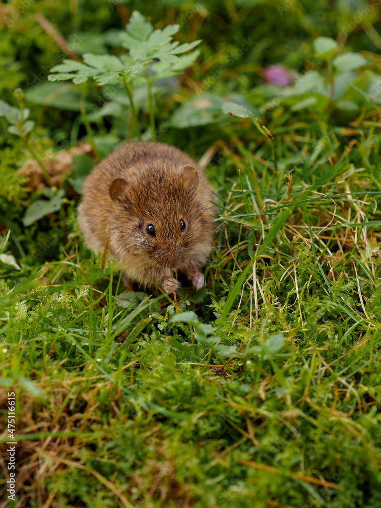 Little mouse eating grass on a meadow Little mouse eating grass on a meadow