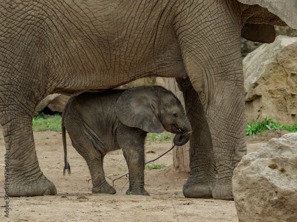 Fototapeta premium Baby african elephant with mother - size comparison