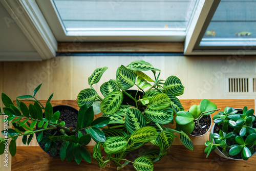 Overhead view of indoor houseplants growing on a table near window photo