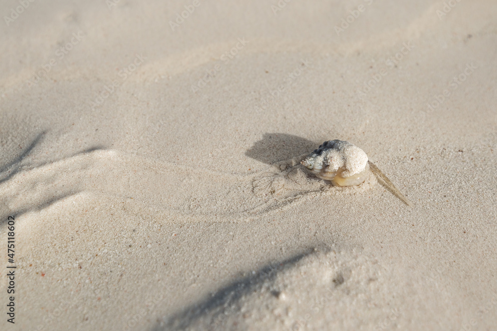 Pingwe beach is an incredibly beautiful little piece of paradise situated in Zanzibar Pingwe beach is an incredibly beautiful little piece of paradise situated in Zanzibar