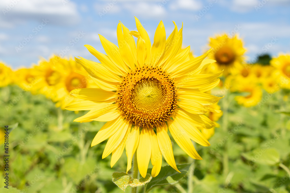 Beautiful yellow color sunflower with the blue sky background Beautiful yellow color sunflower with the blue sky background