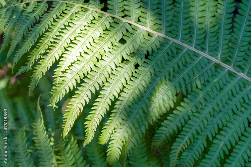 Beautiful background. Close up of green ferns. Beautiful background. Close up of green ferns.