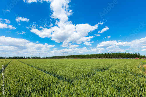 Wheat is growing in the field  The wheat fields are under the blue sky and white clouds