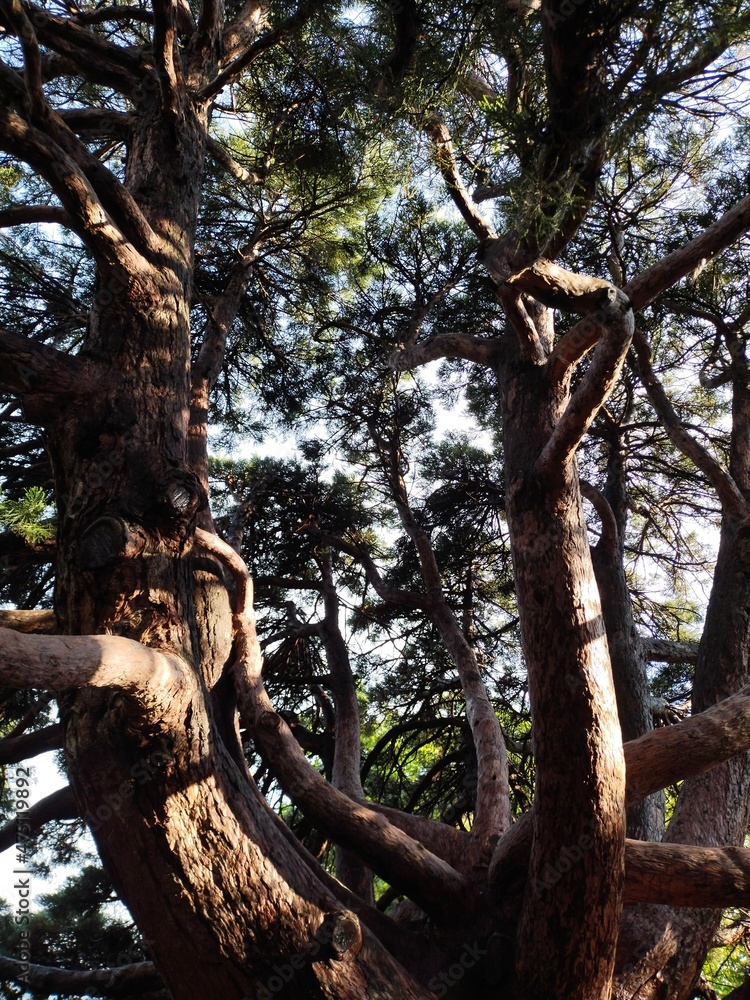 Fototapeta premium tree in the park