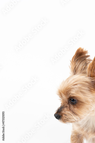 ヨークシャテリアの横顔。縦構図 Stock Photo | Adobe Stock