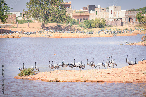 cranes on the shore photo