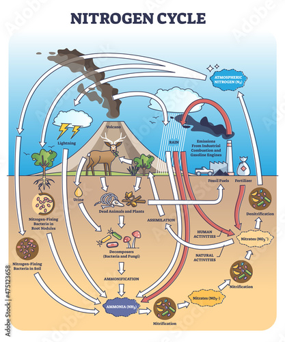Nitrogen or N2 cycle with sources and circulation in earth outline diagram. Labeled educational arrow scheme with biochemical gas exchange process vector illustration. Climate ecosystem balance model.