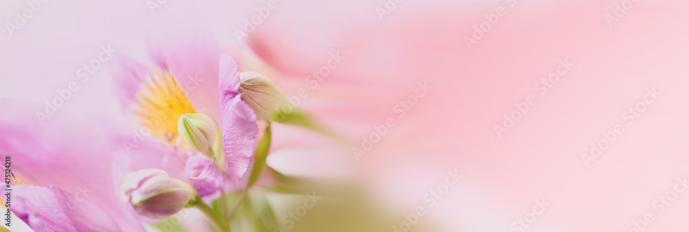 background greeting card in lilac and pink colors with place for text with Alstroemeria macro in banner format