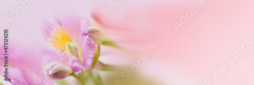 background greeting card in lilac and pink colors with place for text with Alstroemeria macro in banner format
