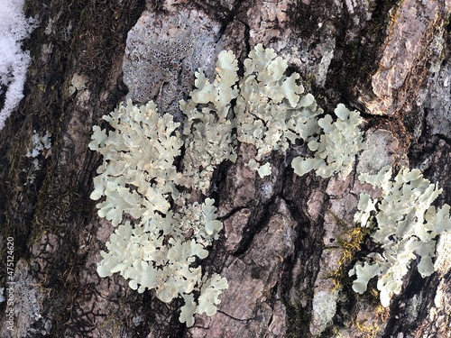 Bark of an old tree in winter
