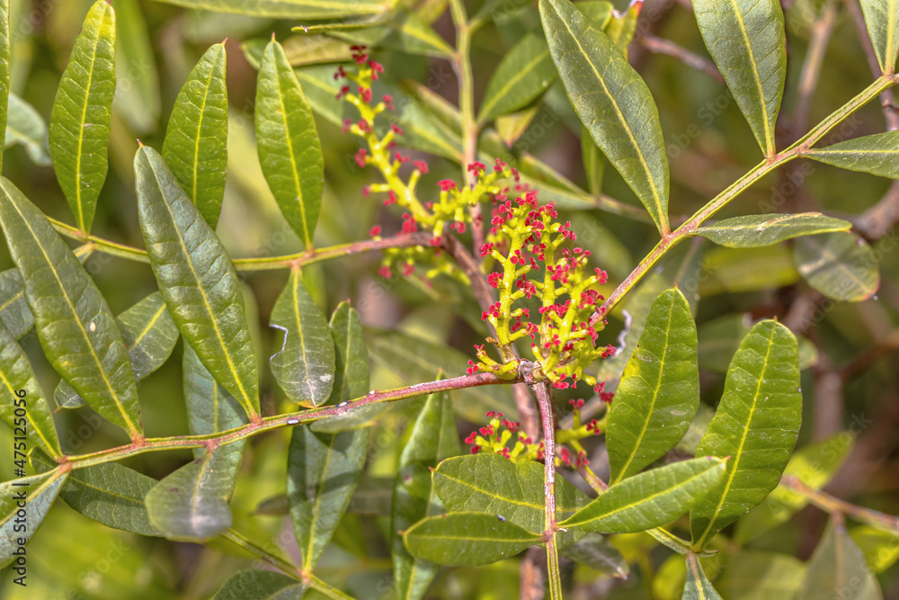 Naklejka premium Mastic or Lentisk Tree in Spain